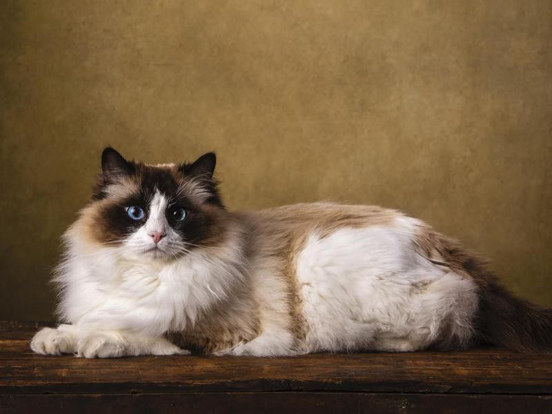 Bicolor Ragdoll cat portrait
