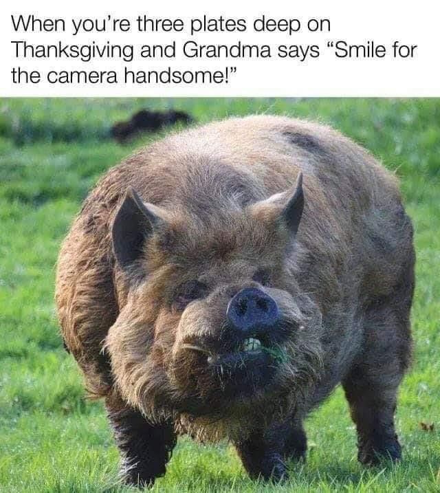 Big pig say cheese meme