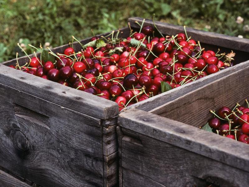 Bing Cherries in Wooden Boxes