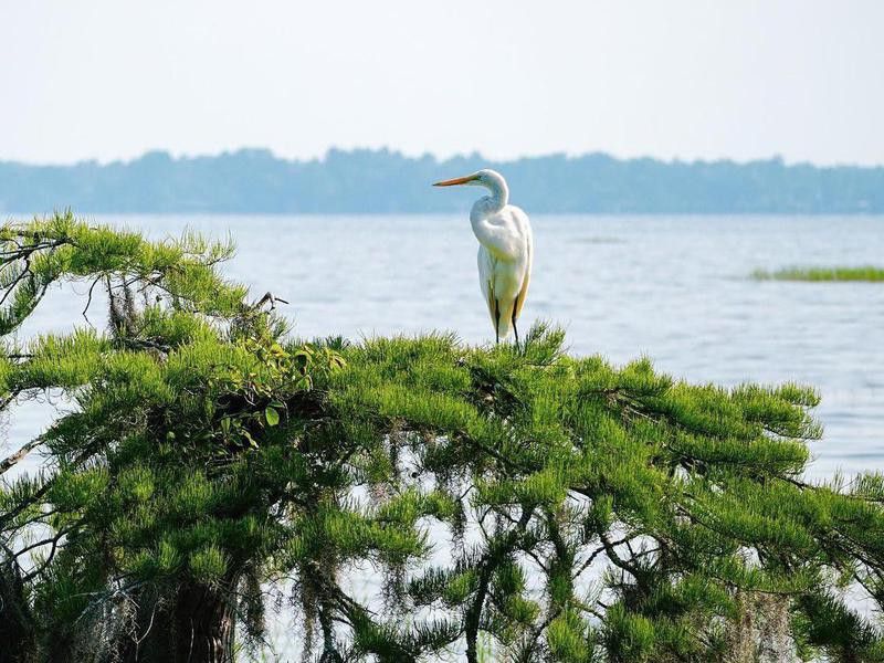 Bird in Lake Waccamaw