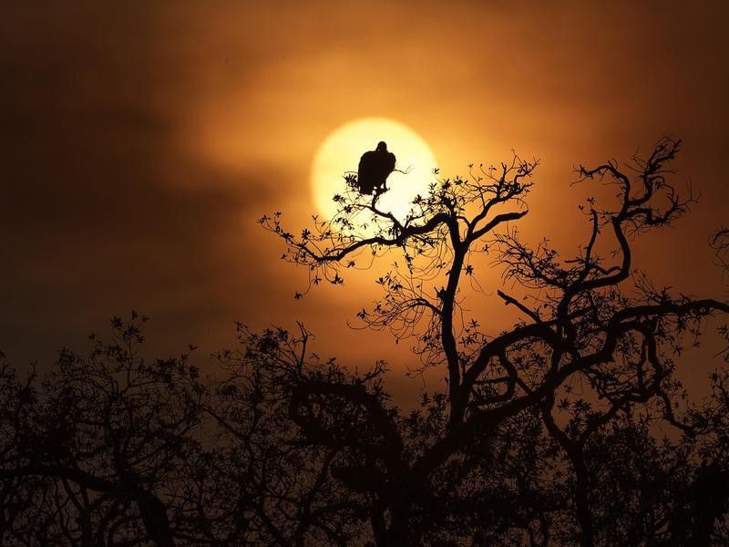 Bird Perched for a View of the Sunset