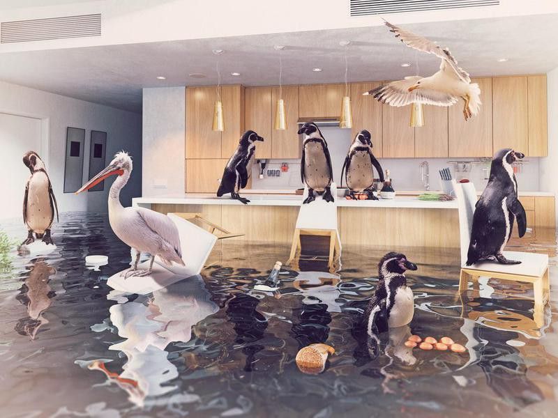 Birds in a flooded kitchen