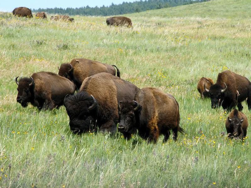 Bison at Custer State Park