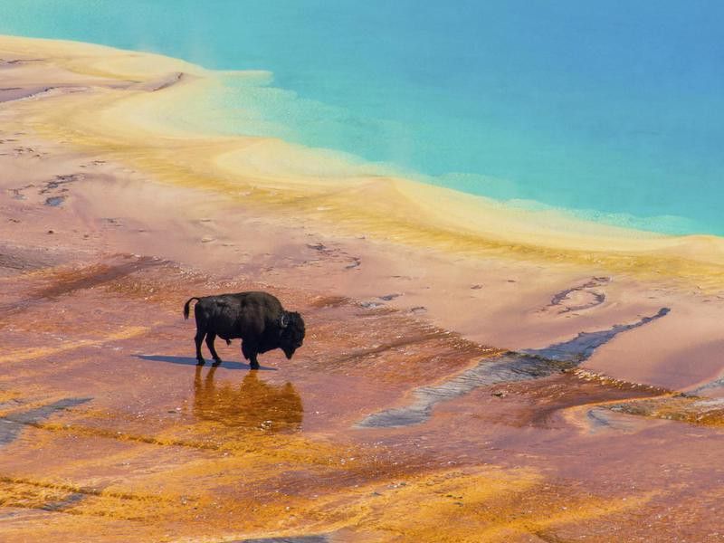 Bison at the Great Prismatic Spring