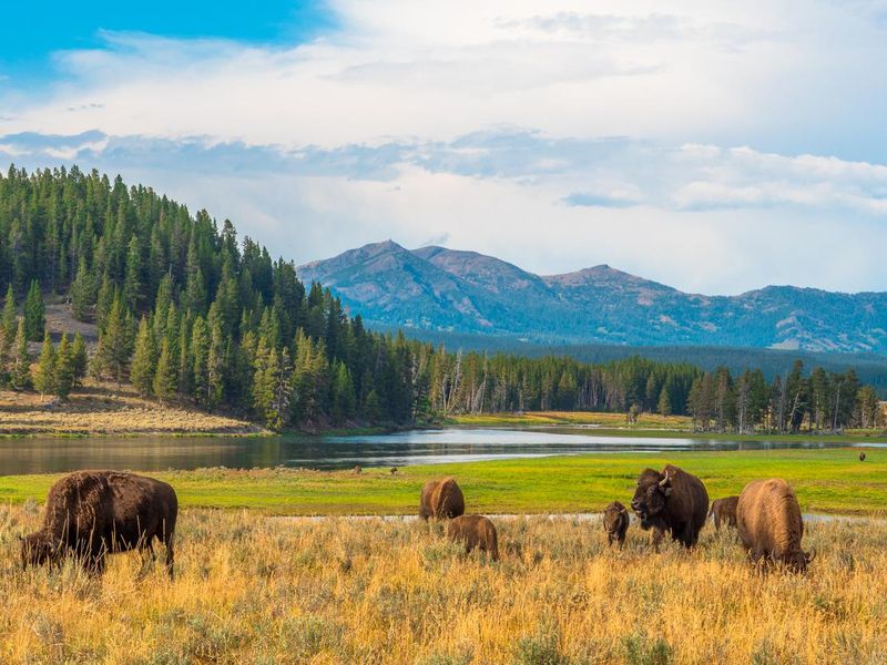 Bison at Yellowstone, National Park, Wyoming, USA