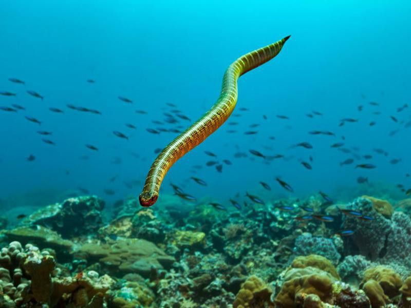 Black-banded sea snake in Indonesia
