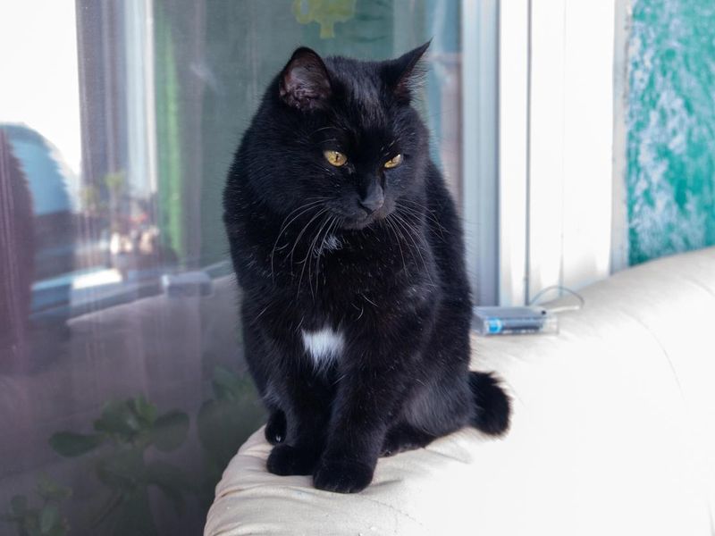 Black beautiful Kurilian Bobtail cat sitting on the sofa
