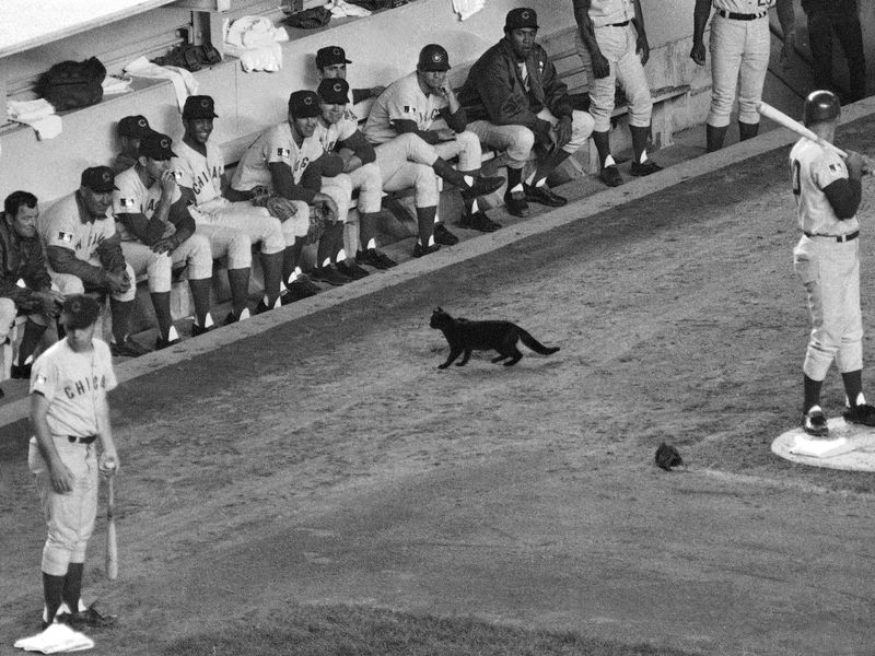 Black cat in front of 1969 Chicago Cubs dugout