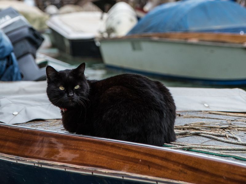 Black cat lying on a boat