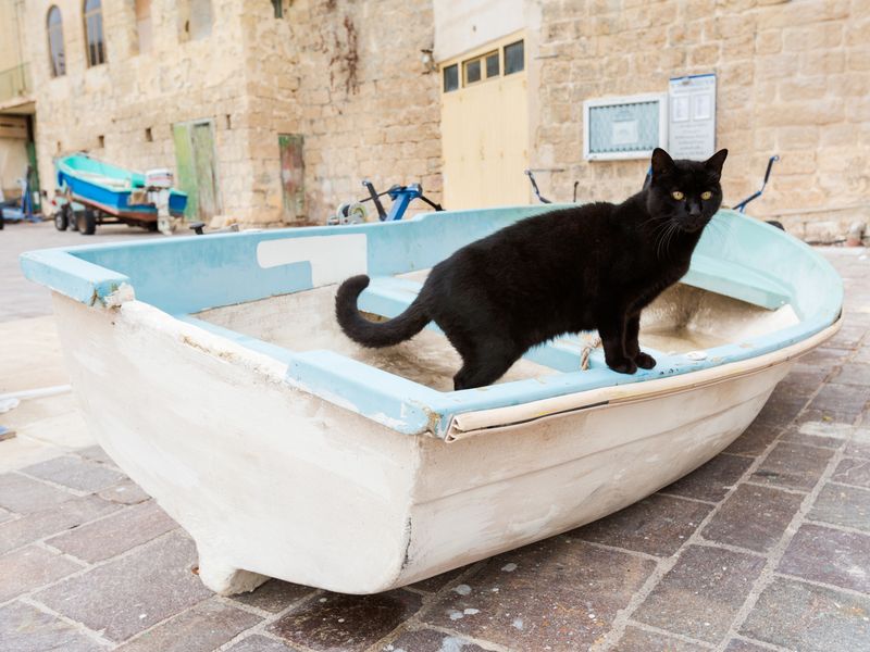 black cat on boat