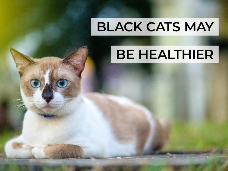 Black Cats May Be Healthier