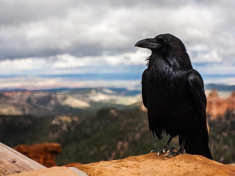 Black crow perched on a rock
