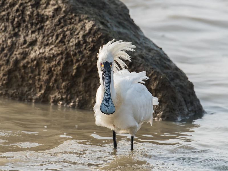 Black-faced Spoonbill in Shenzhen China,