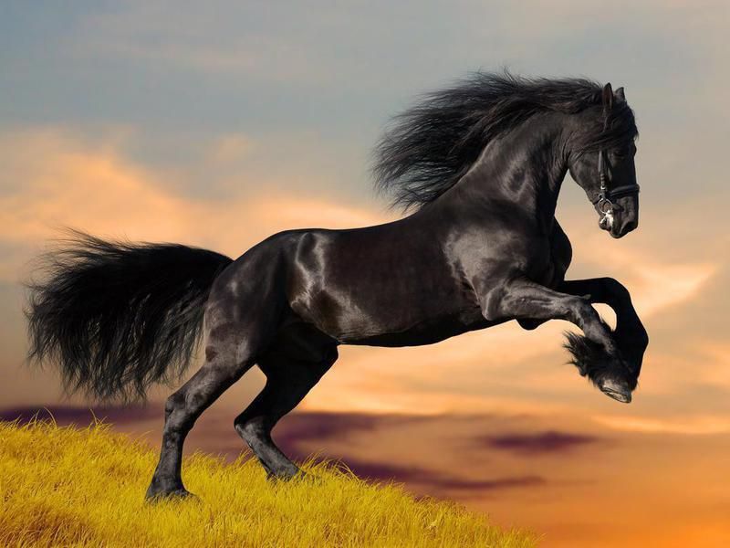 Black Friesian, One of the Most Expensive Horse Breeds