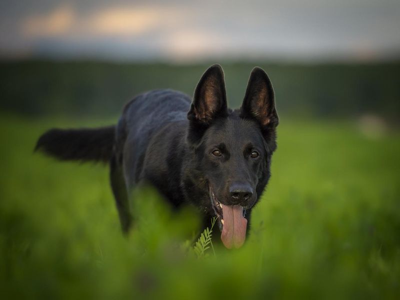 Black German Shepherd Dog Running Across the Field