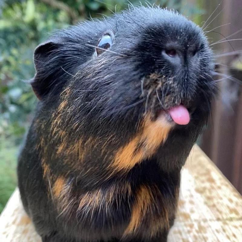Black guinea pig with its tongue out