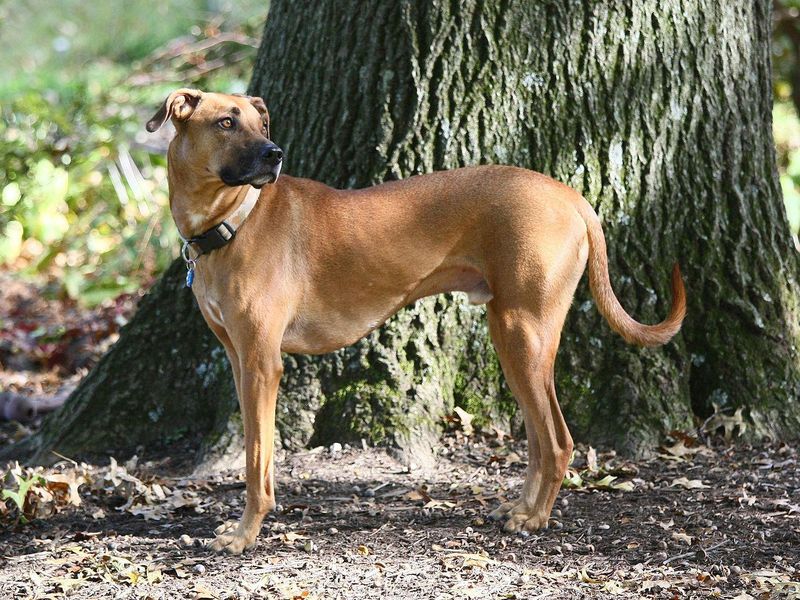 Black mouth cur dogs are very trainable