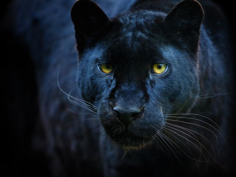 Black Panther, one of the coolest spirit animals
