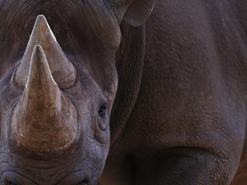 Black rhinoceros face