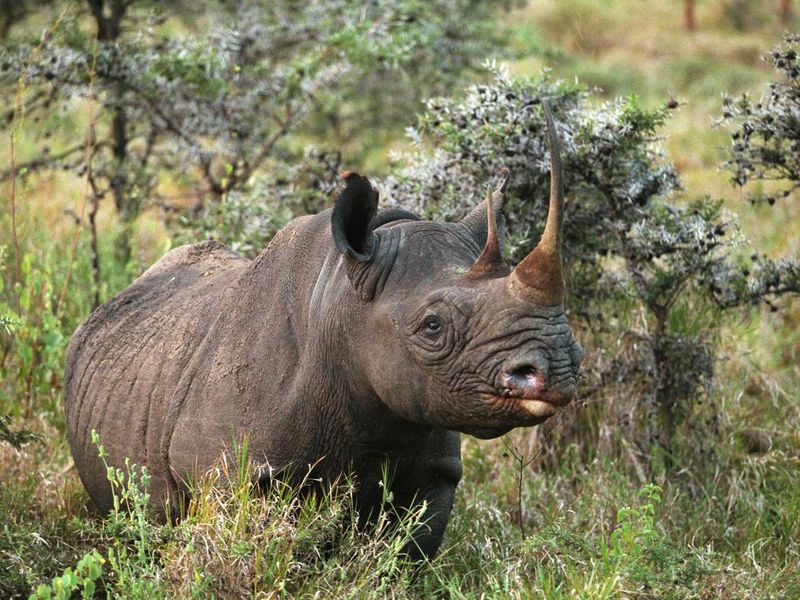 Black Rhinoceros in Nakuru Lake in Kenya