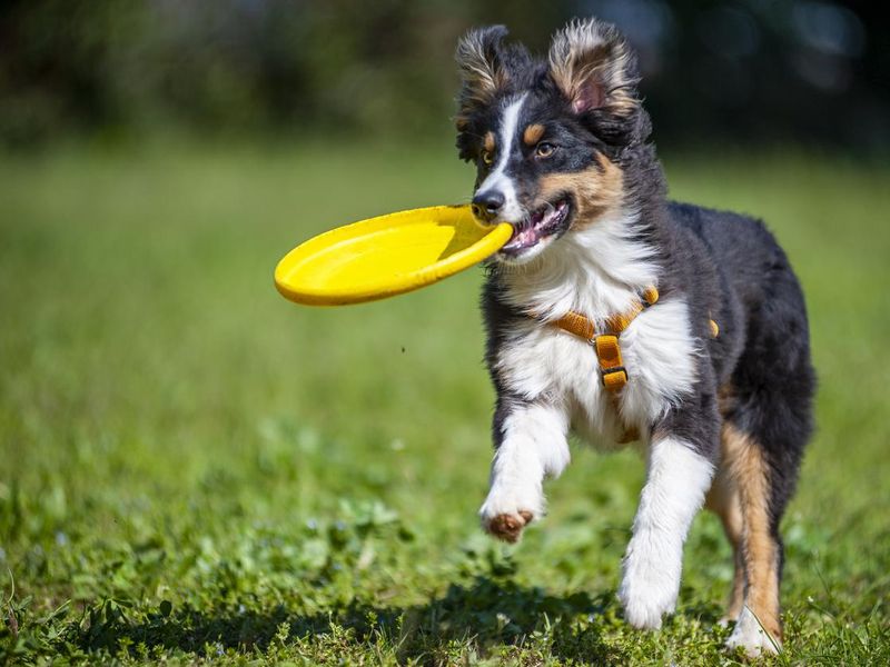 Black tricolor Australian Shepherd puppy running with flying disc in its mouth