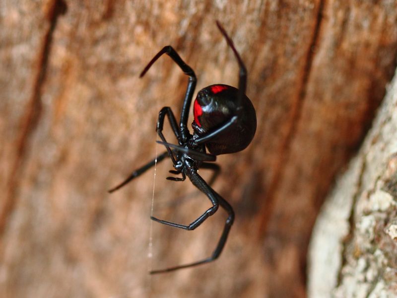 Black Widow Spider on Log