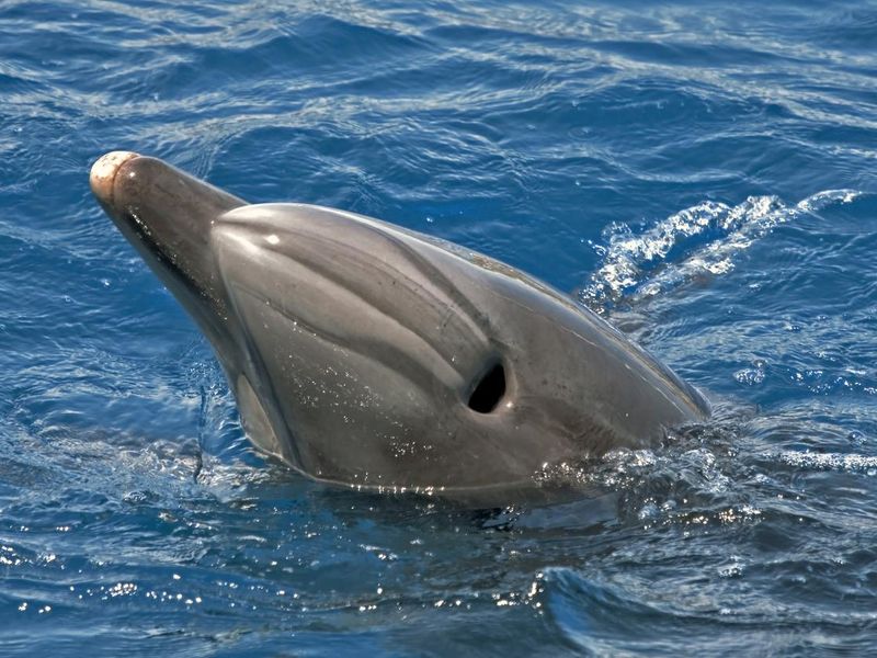 Blowhole of a dolphin