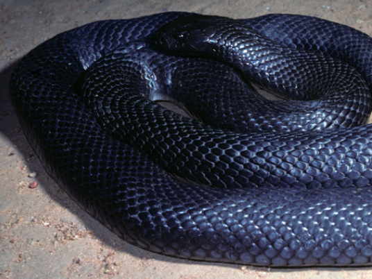 Blue-Bellied Black Snake