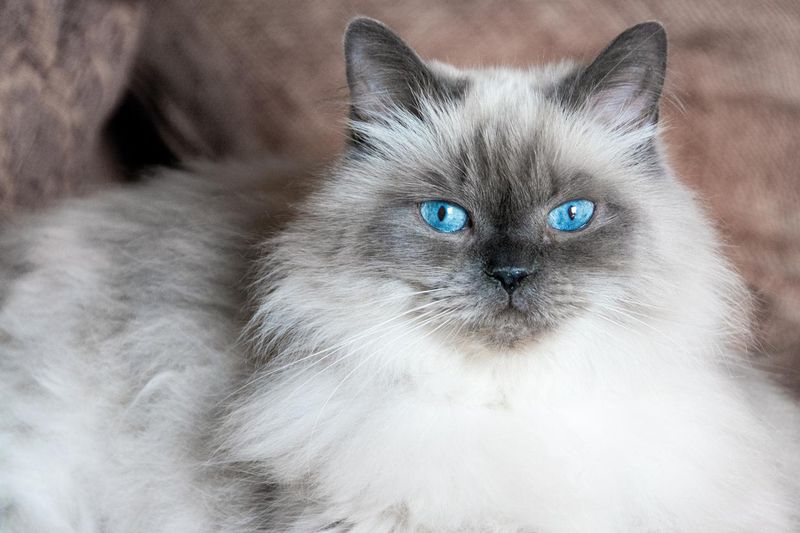 Blue eyes of a Himalayan Angora cat
