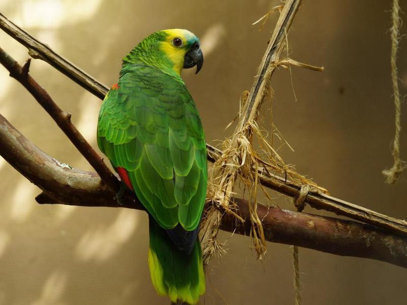 Blue Fronted Amazon