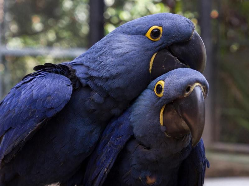 Blue macaw birds at the Sao Paulo Zoo