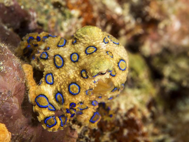 Blue-ringed octopus in reef