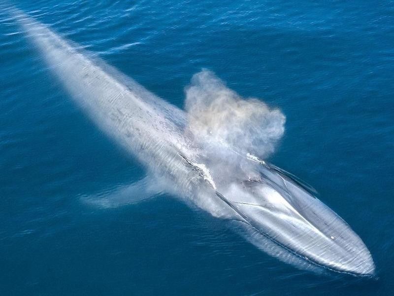 Blue Whale in Santa Barbara