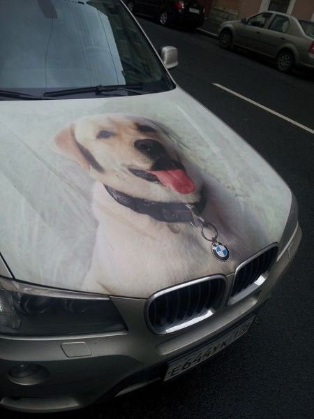 BMW dog