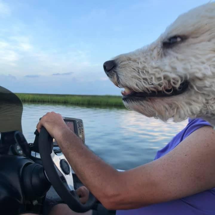 boat dog