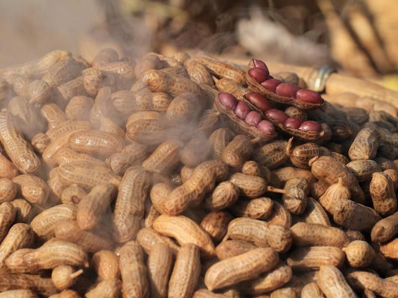 Boiled peanuts with salt