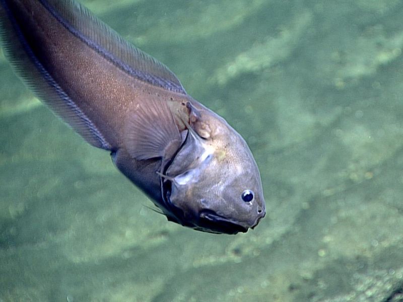 Boney Earred Assfish