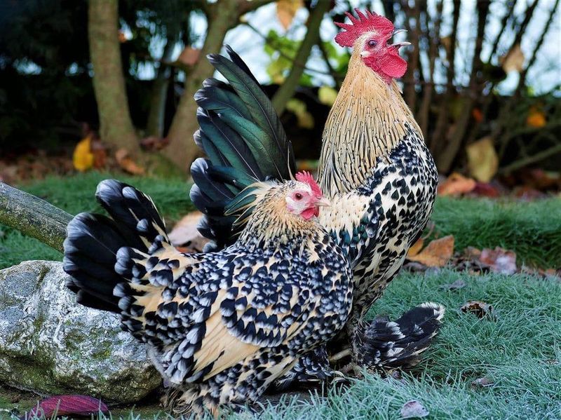 Booted Bantam duo of chickens