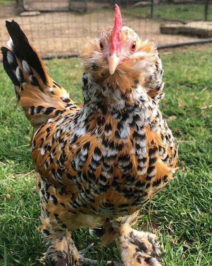 Booted Bantam on grass