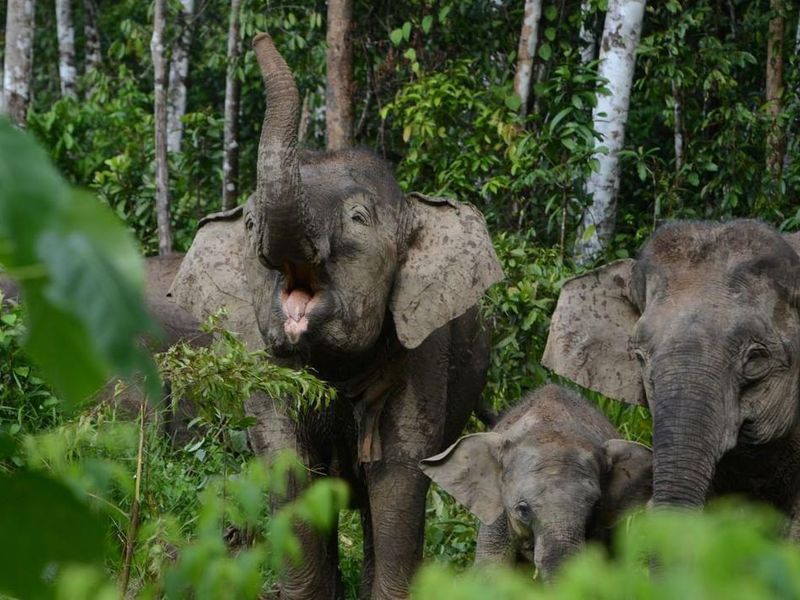 Bornean pygmy elephants