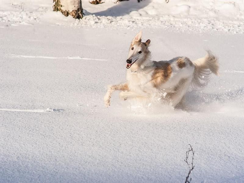 Borzoi dog running through deep snow