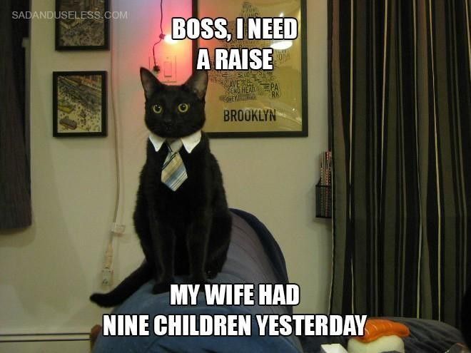 Boss cat meme