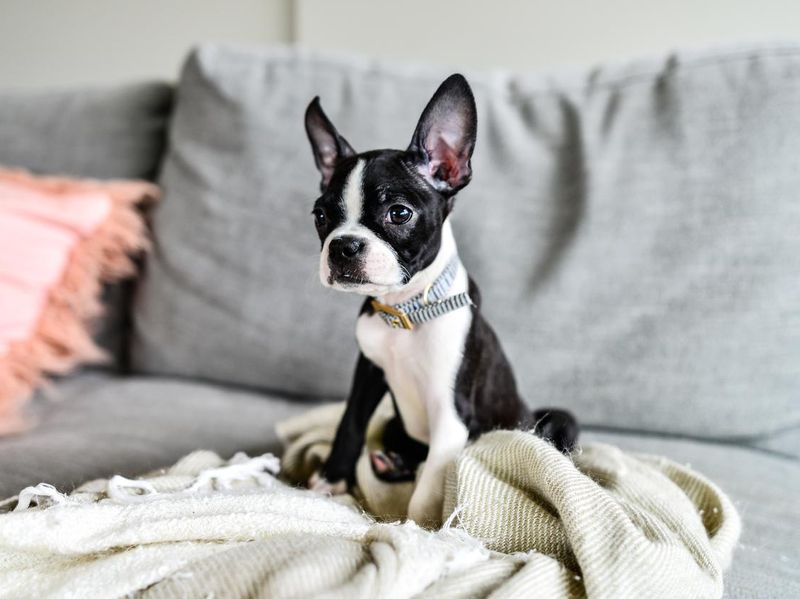 Boston Terrier Puppy on couch