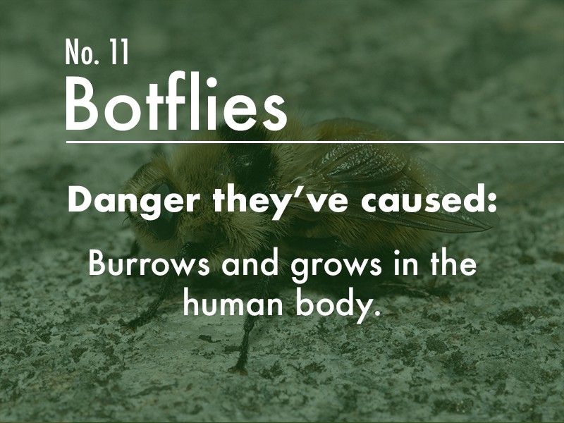 Botfly dangers