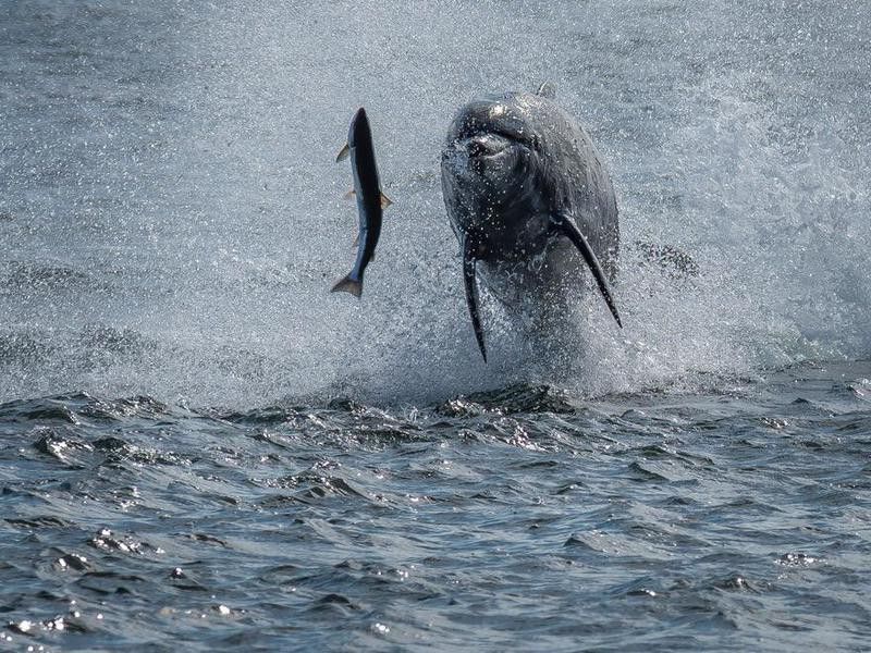 Bottlenose Dolphin Catching Salmon