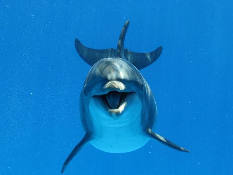 Bottlenose Dolphin swimming