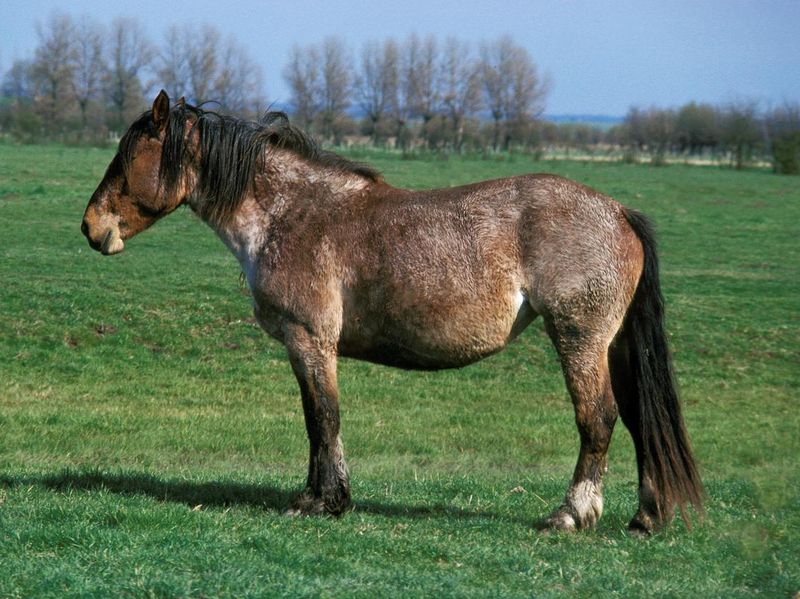 Boulonnais Horse standing in Meadow