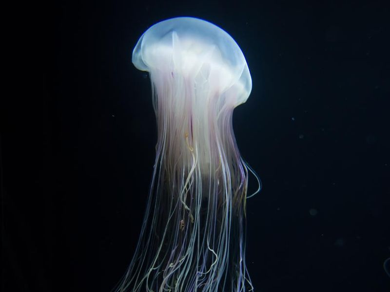 Box jellyfish stings are venomous