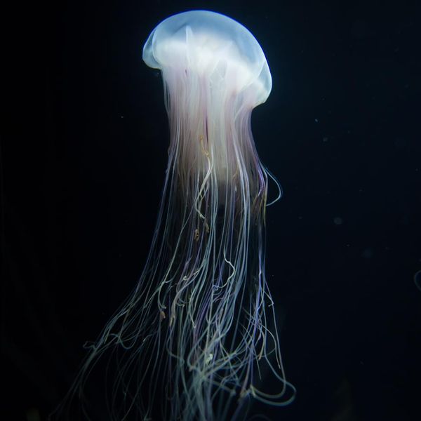 Yes, the Box Jellyfish Sting Is One of the Most Venomous Marine Animal Attacks