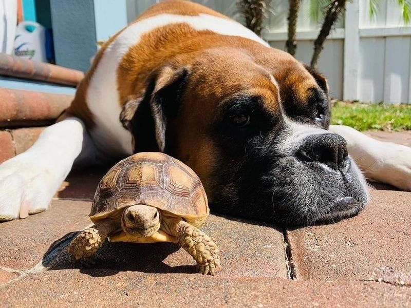 Boxer and turtle